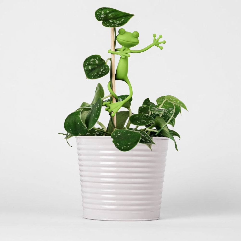 FROGGY™ – Växtstöd